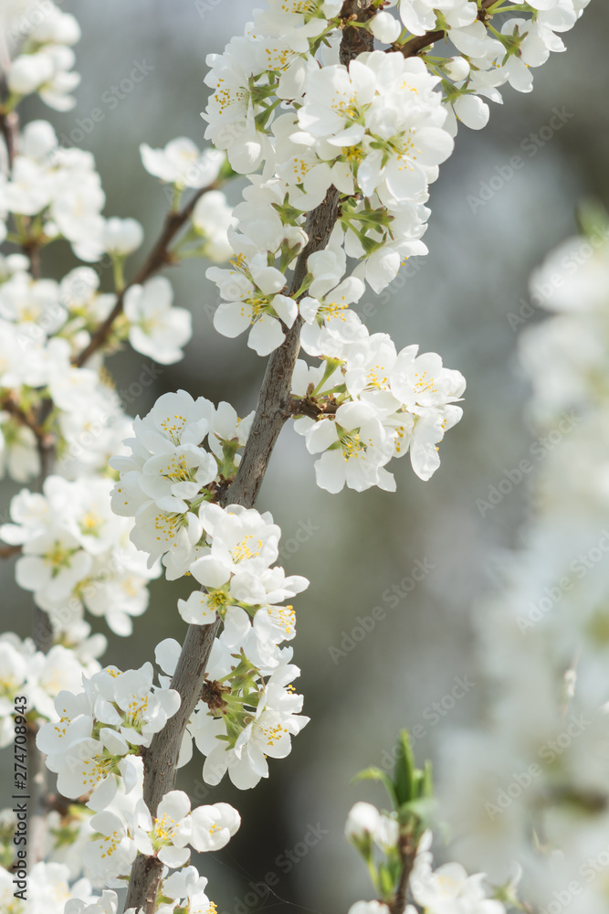 Blooming white cherry tree in spring. Sakura. Blooming white cherry tree in spring. Sakura.