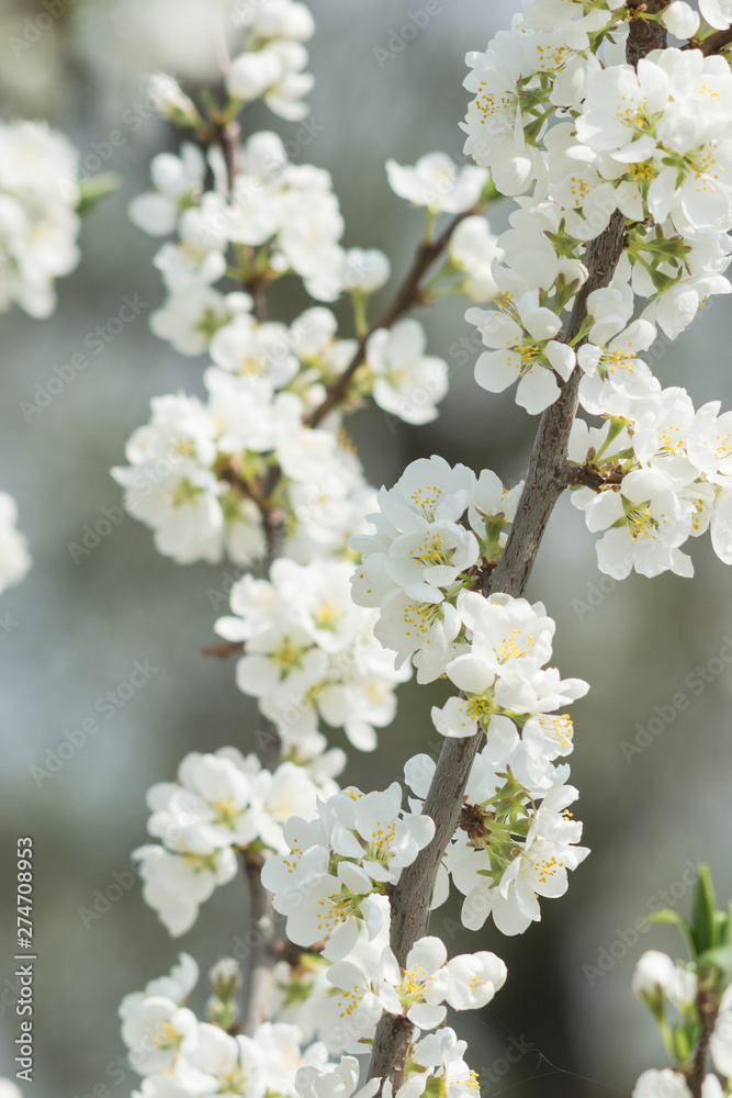 Blooming white cherry tree in spring. Sakura.