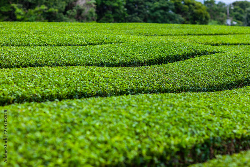 茶　新緑　綾鷹　名種　原産　有名　抹茶　緑茶　烏龍茶