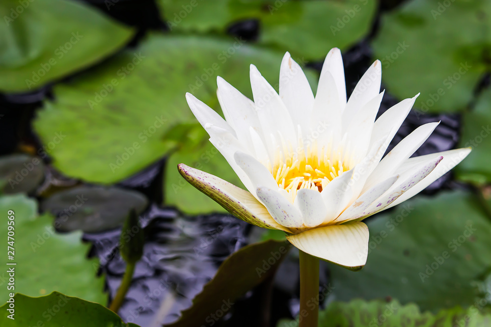 Yellow flowers of white lotus. Yellow flowers of white lotus.