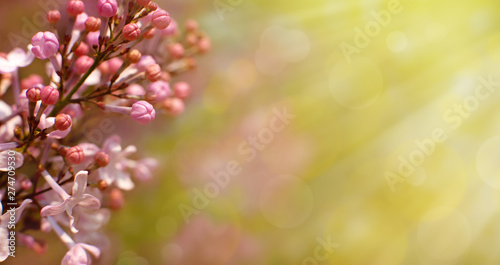 Lilac flowers in the form of a panorama. Delicate flowers of lilac in spring in nature. Floral panorama for design and decor. Blurred background for text. © Evgeniya369