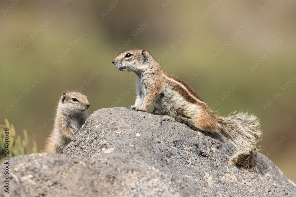 Fototapeta premium Atlashoernchen