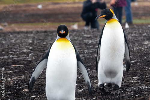 two King Penguin  Falkland Island  South America