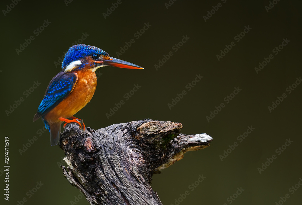 Fototapeta premium Blue-eared Kingfisher on branch on a green background in nature.