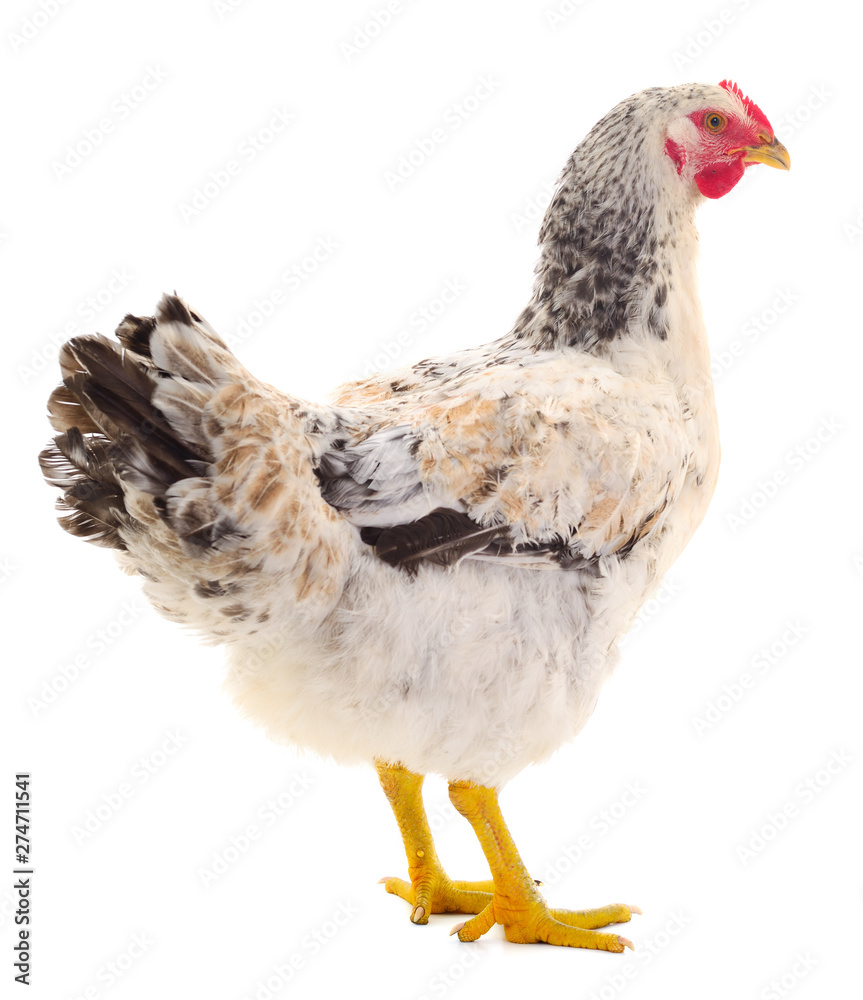 Fototapeta premium Brown gray isolated.