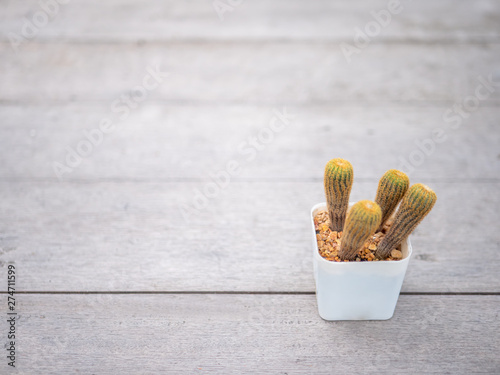 Cactus in pots on a wooden table.