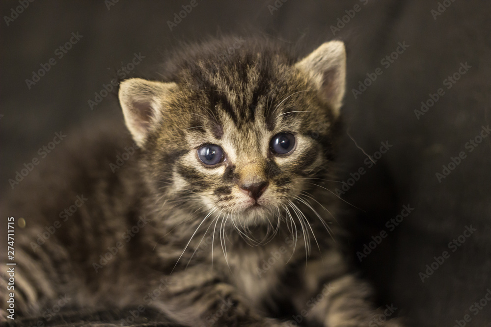 Grey kitten at black background Grey kitten at black background