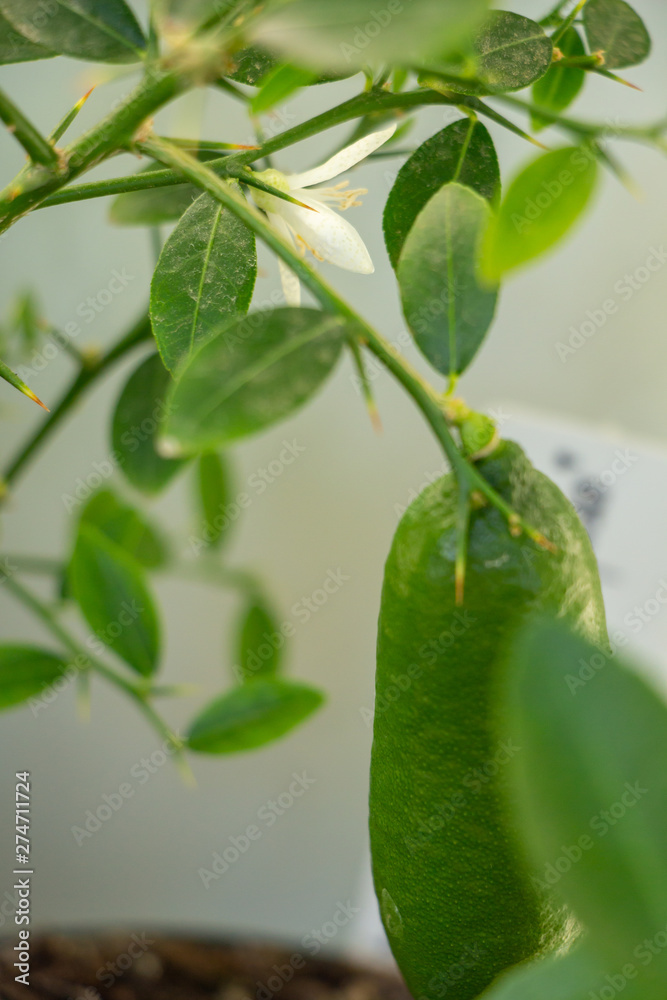 Close-up of the young green finger-like fruit of citrus plant Faustrimedin, Microcitronella, hybrid between Microcitrus and Calamondin. Indoor citrus tree growing Close-up of the young green finger-like fruit of citrus plant Faustrimedin, Microcitronella, hybrid between Microcitrus and Calamondin. Indoor citrus tree growing