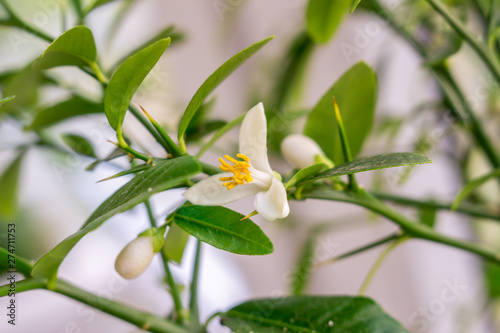 Close-up of the young white flower of citrus plant Faustrimedin, Microcitronella, hybrid between Microcitrus and Calamondin. Indoor citrus tree growing photo