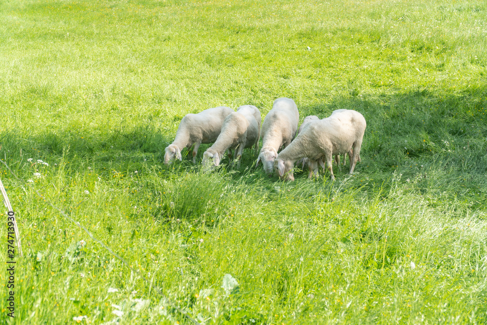 Obraz premium Flock of sheep grazing the grass in the mountains. Eco farm organic products concept