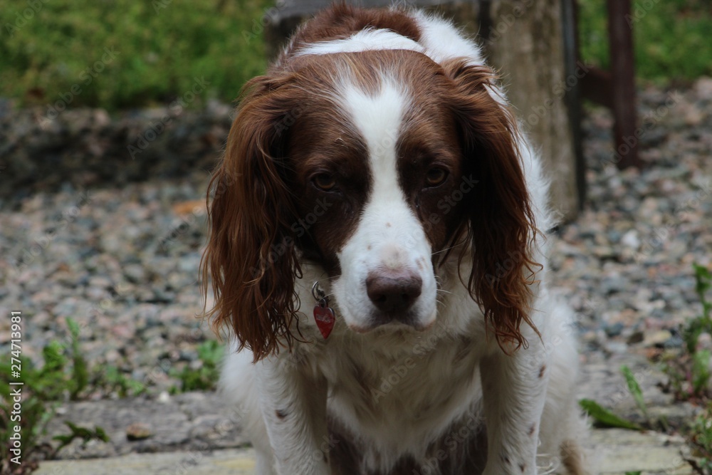 English Springer Spaniel 