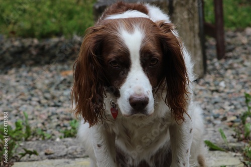 English Springer Spaniel 