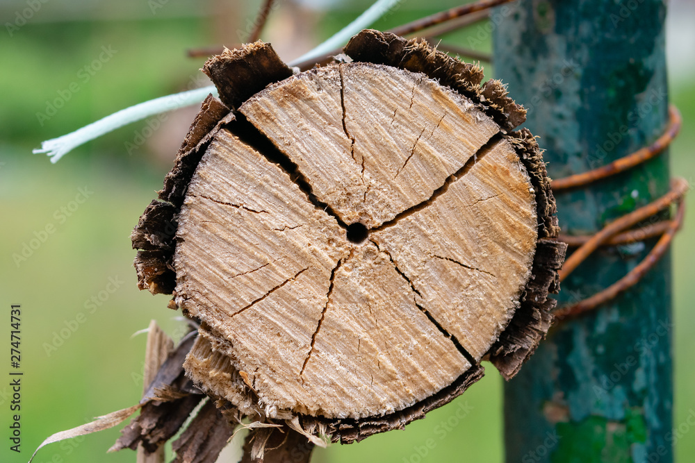 Close up of cut tree stump showing tree rings and texture Close up of cut tree stump showing tree rings and texture