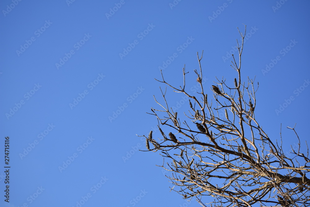 Bare branches against blue sky in winter Bare branches against blue sky in winter