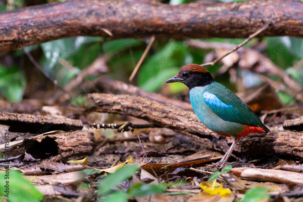 Green pitta bird,migratory bird.Hooded pitta bird standing on ground forest with natural blurred background,side view.. Green pitta bird,migratory bird.Hooded pitta bird standing on ground forest with natural blurred background,side view..