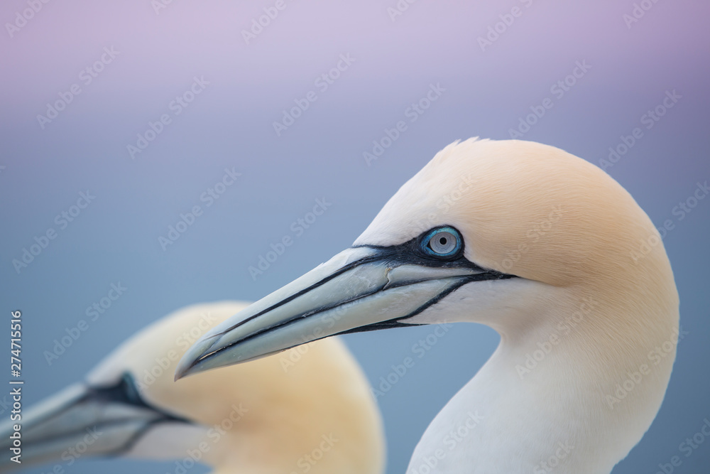 Fototapeta premium Northern gannet (Morus bassanus) portrait in Helgoland island, Germany. Plain blue sea background.