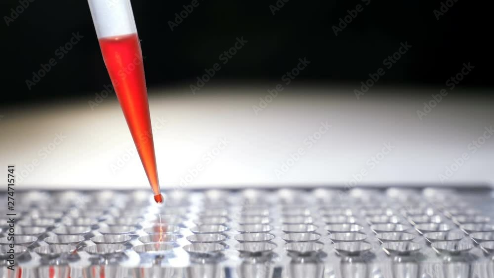 researcher pipetts samples in well microplate. medical test of blood or dna.