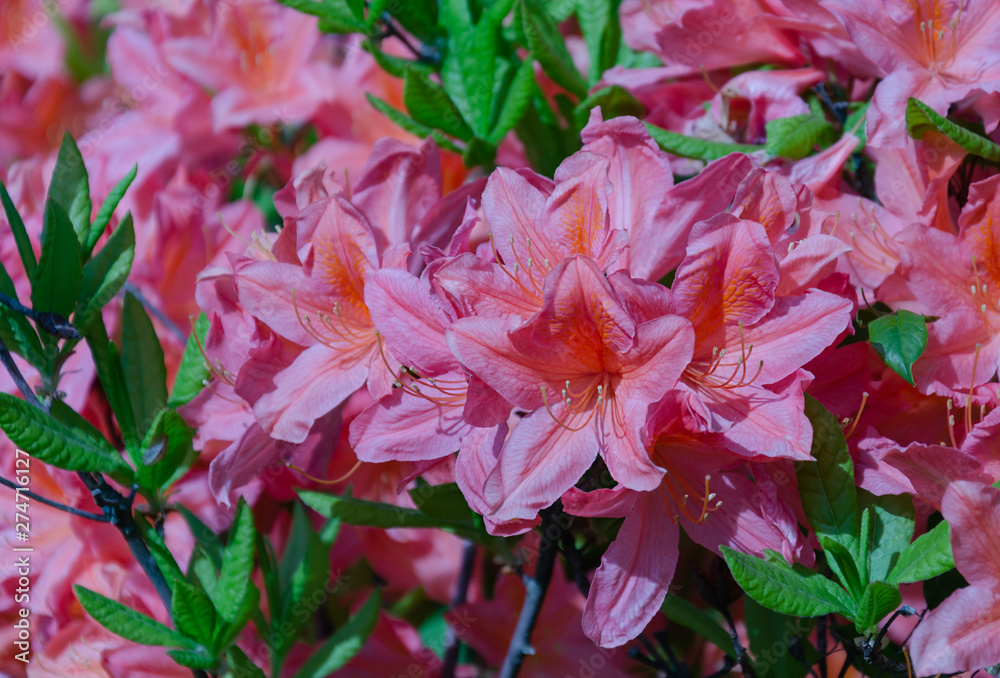 Rhododendron inflorescence on a bush with green leaves Rhododendron inflorescence on a bush with green leaves