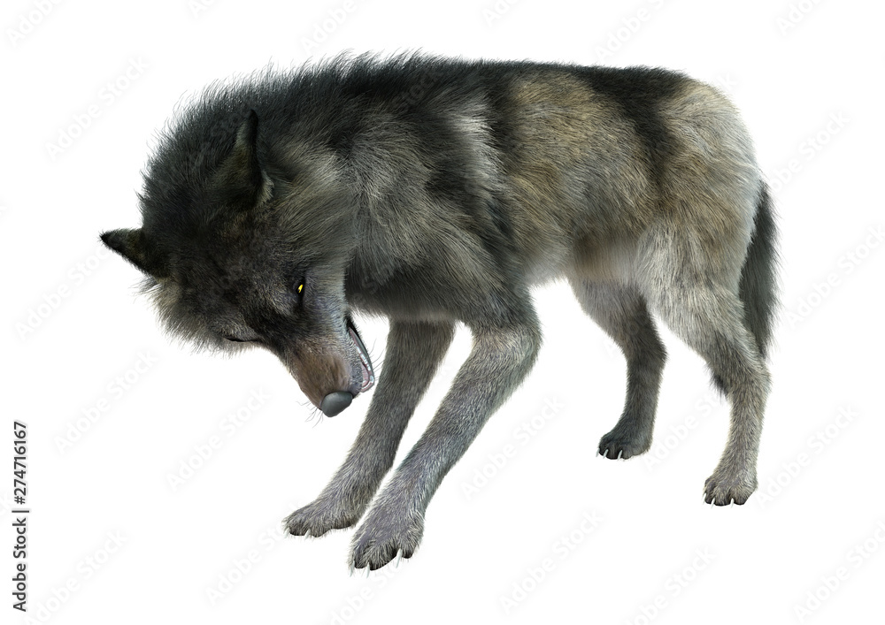 3D Rendering Gray Wolf on White 3D Rendering Gray Wolf on White