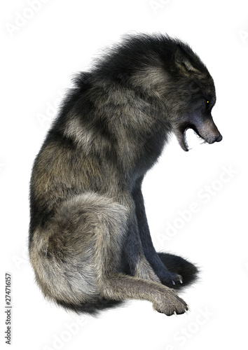 3D Rendering Gray Wolf on White