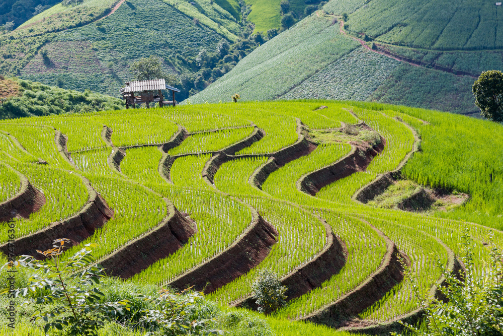 Landscape view farm rice at Ban Papongpieng Rice Terraces, Chiang Mai, Thailand Landscape view farm rice at Ban Papongpieng Rice Terraces, Chiang Mai, Thailand