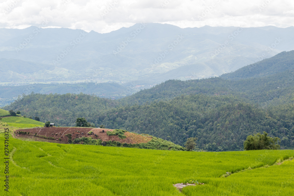 Landscape view farm rice at Ban Papongpieng Rice Terraces, Chiang Mai, Thailand
