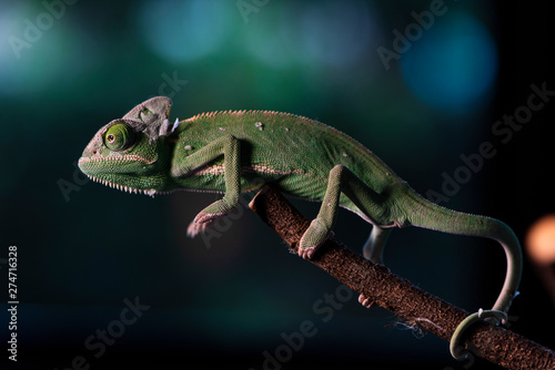 Closed up Veiled Chameleon on the branch with beautiful bokeh. Exotic Tropical reptile and pet.  Skin slough off. © Visanuyotin