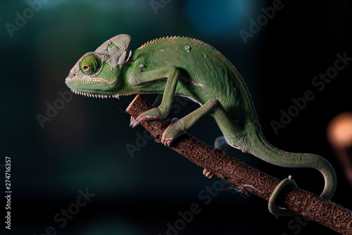 Closed up Veiled Chameleon on the branch with beautiful bokeh. Exotic Tropical reptile and pet. Skin slough off.