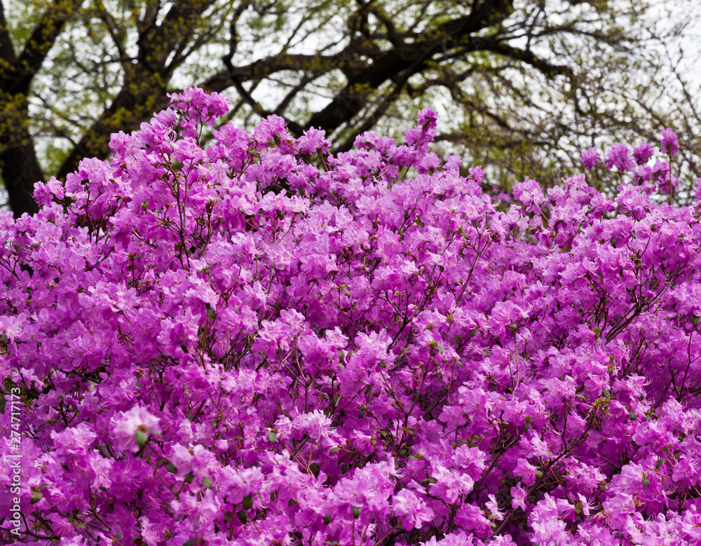 flowering branches of rhododendron against the background of the spring garden
