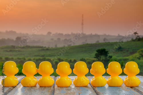 Leadership concept with yellow plastic ducks leading during beautiful sunrise .