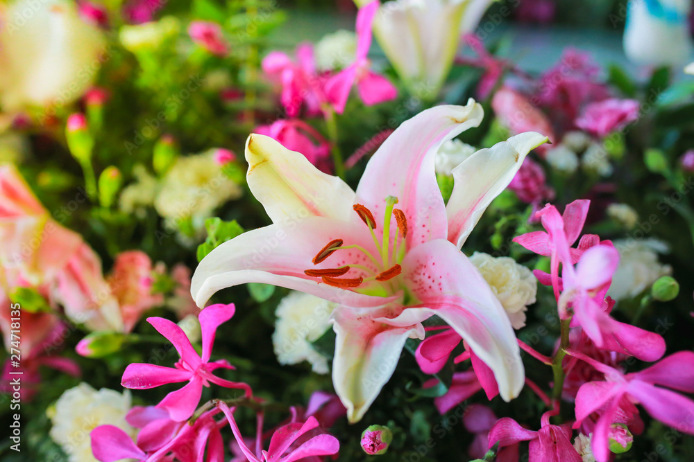 pink lily in the garden pink lily in the garden
