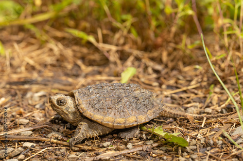 Baby snapping turtle - Chelydra serpentina
