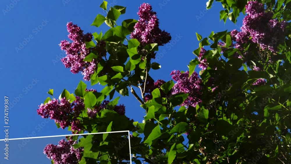 Springtime elegant slideshow with different creative transitions between photos. Lilac and first buds in the trees