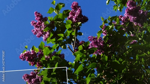 Springtime elegant slideshow with different creative transitions between photos. Lilac and first buds in the trees photo