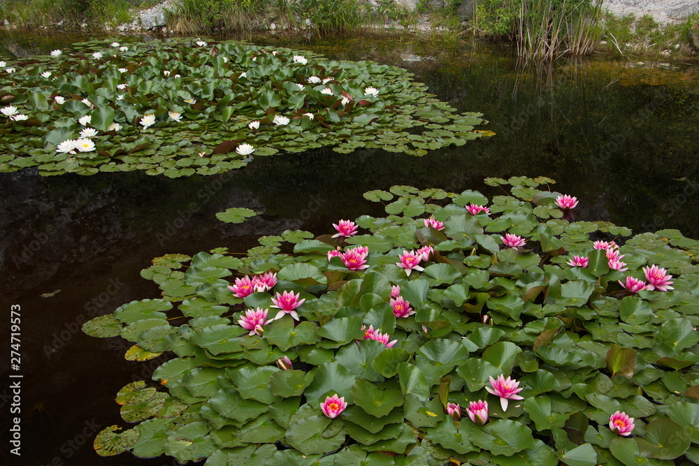 Fototapeta premium Water lilies in a pond in botanical garden in Stramberk in Czech republic