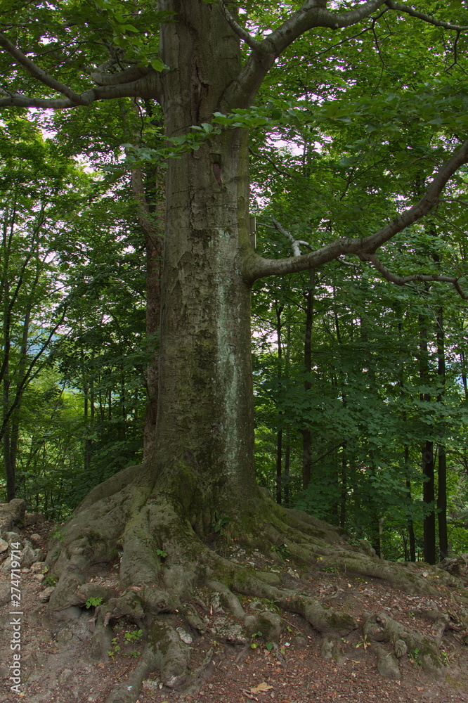 Fototapeta premium Giant tree at castle ruin Sostyn near Koprivnice in Czech republic