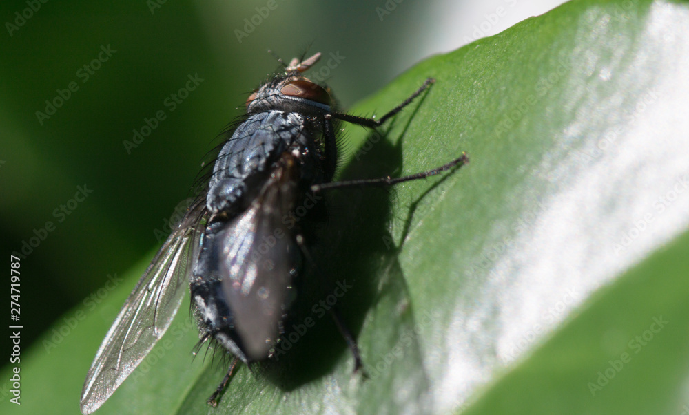 Closeup macro image of bluebottle fly / blow fly (Calliphoridae) on a green leaf in summer Closeup macro image of bluebottle fly / blow fly (Calliphoridae) on a green leaf in summer