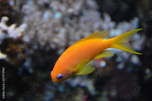 Tropical fish in aquarium in Berlin