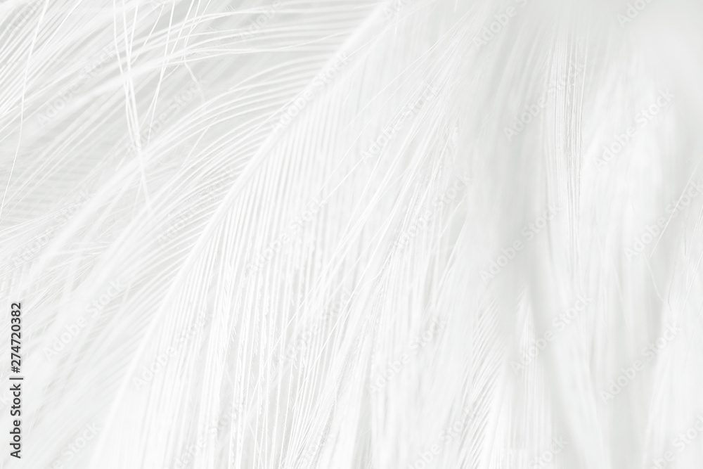 Beautiful white feather pattern texture background Beautiful white feather pattern texture background