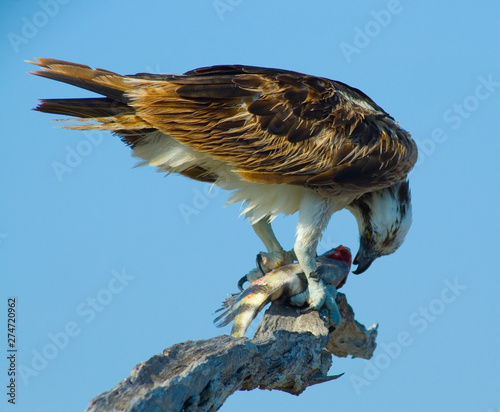 Osprey with Fish Kill, Canaveral National Seashore, Florida photo