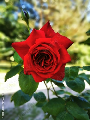 Red rose 