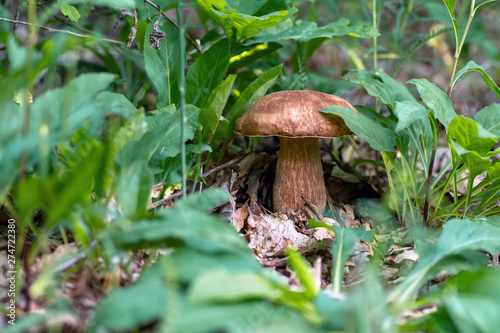 Mushroom Boletus edulis in the forest, closeup. © fotolesnik