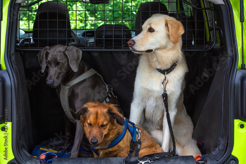 Hundetransport mit dem Auto photo