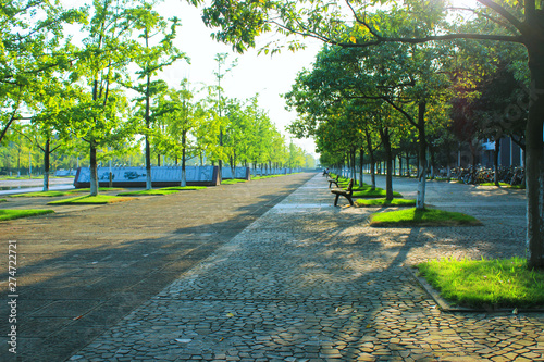 Fototapeta Naklejka Na Ścianę i Meble -  Just fall season, in the university campus.The street and the trees beside it.Sunlight filtered through the trees.Beautiful campus scenery
