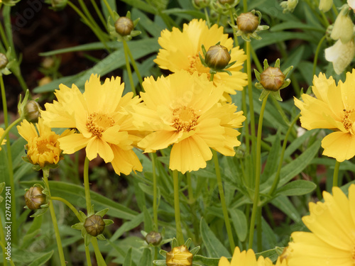 Coreopsis grandiflora - Coréopsis à grandes fleurs solitaires aux capitules jaune doré