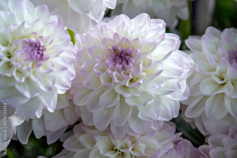 Fototapeta premium Heads of white chrysanthemum flowers close up