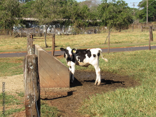 A calf feeding on silage