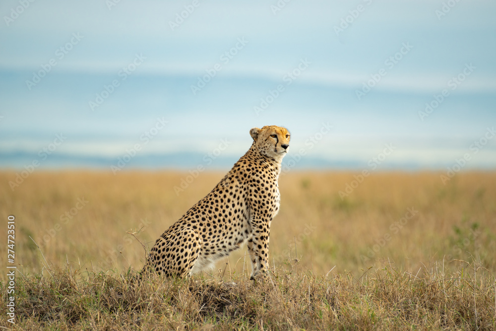Naklejka premium Cheetah in Masai Mara