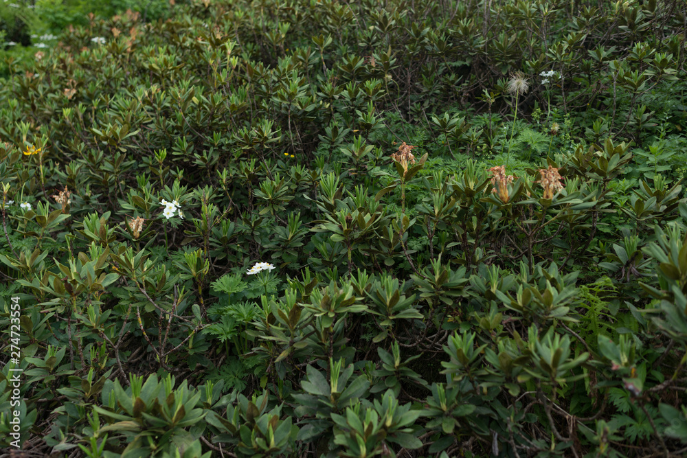 Bush, green leaves background. Natural tropical nature forest foliage.