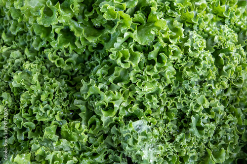Leaves of fresh green lettuce with drops of dew close up